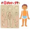 Kids Wooden Montessori Toys Human Body Organs Puzzles Educational Toy Preshool Kindergarten Learning Activities Busy Board